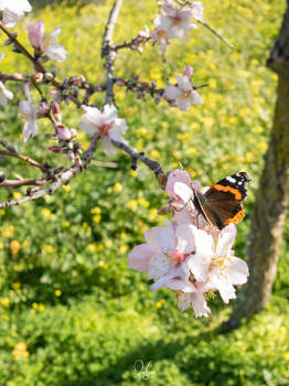 Mariposa en el almendro en flor 2