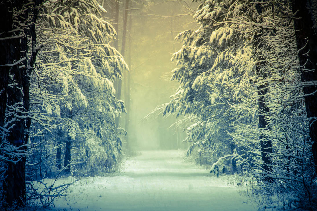 winter forest by virichicM