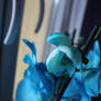 Blue orchid.