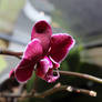 Purple orchidea.