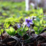 Anemone hepatica.