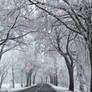 Frosty trees.