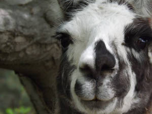 This is a Llama.