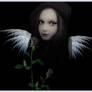 Dark Angel