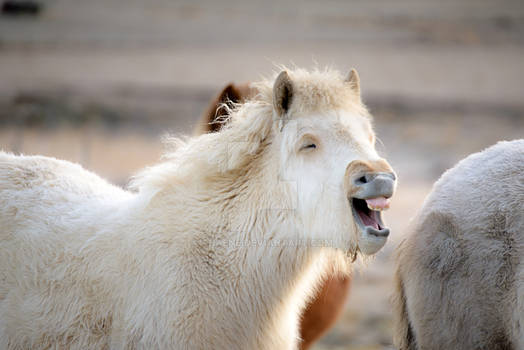 Happy horse