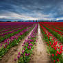 Tulip Field