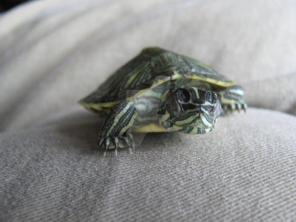 Mini Turtle Face Turtle Face by Andreea501 on DeviantArt