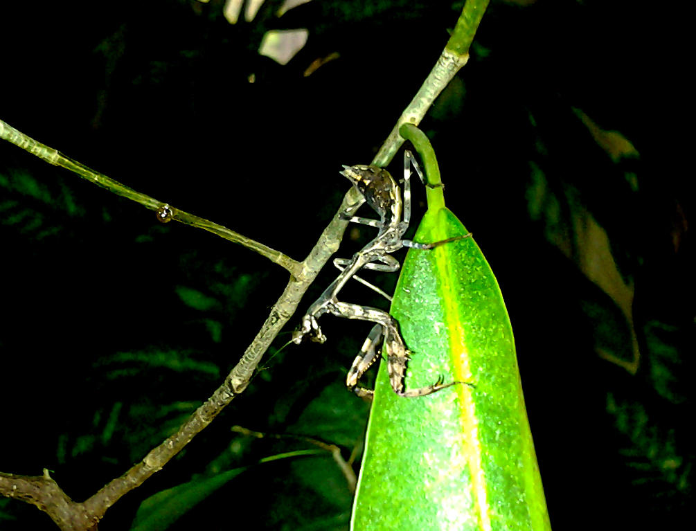 Hexadic, L5, Parasphendale agrionina by AlexandersMantids on DeviantArt