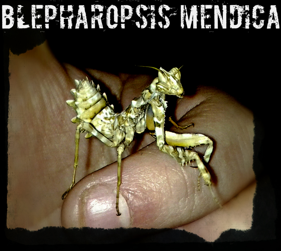 L6 male Blepharopsis mendica, Kek-Tor
