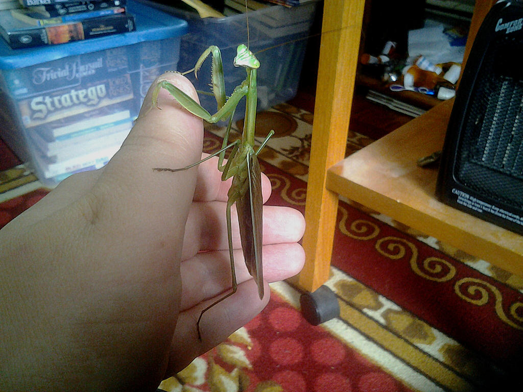 Lord Ess, adult male Tenodera sinensis