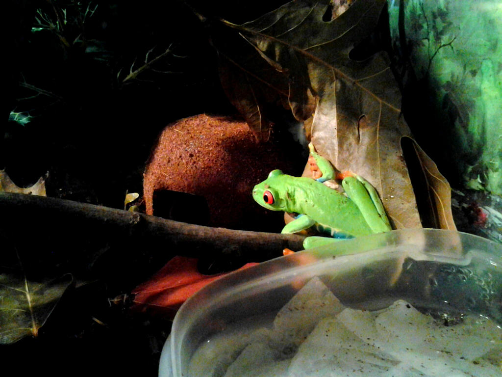 Frenchy, Red Eyed Tree Frog by AlexandersMantids on DeviantArt
