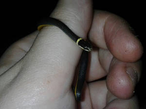 Baby Northern Ringneck snake