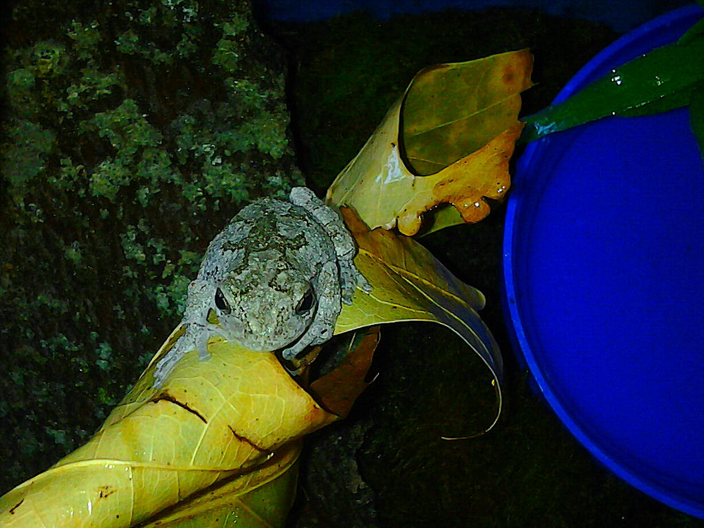 Gandalf the American Gray Tree Frog