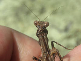 GriM, L6 female Pnigomantis medioconstricta