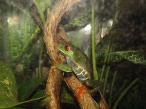 Newbie, male Red-Eyed Tree Frog