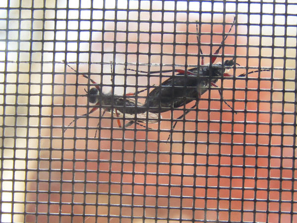 Two Different Species Mating by AlexandersMantids on DeviantArt