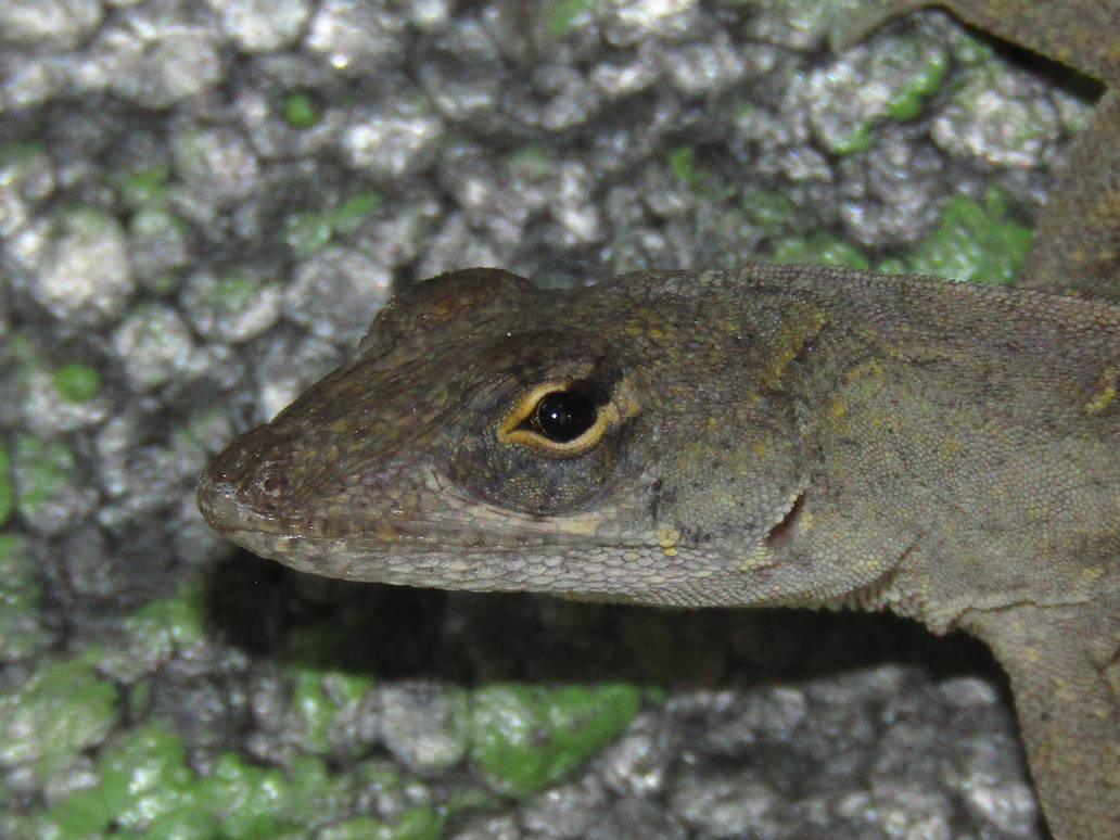 Victor, Anolis sagrei