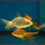 Fish Stock 0046