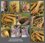 Reference - Rat Feet 01 by phantompanther-stock
