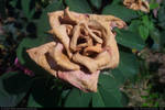 Rose Stock 0001 by phantompanther-stock