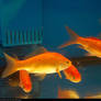Fish Stock 0008
