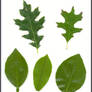 Leaf Stock 003