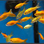 Fish Stock 0017