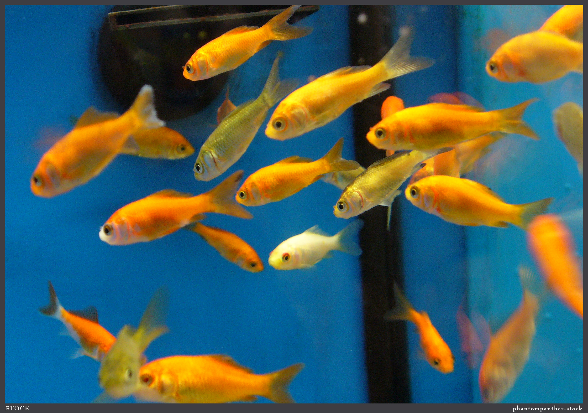 Fish Stock 0017