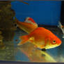 Fish Stock 0025