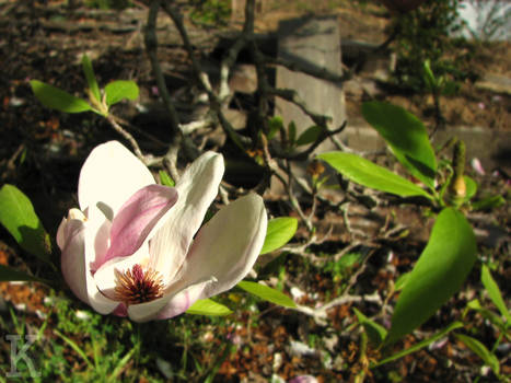 Magnolia Flower