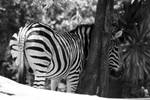 Shy Zebra