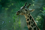 Giraffe by lastdrop
