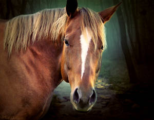 love horse