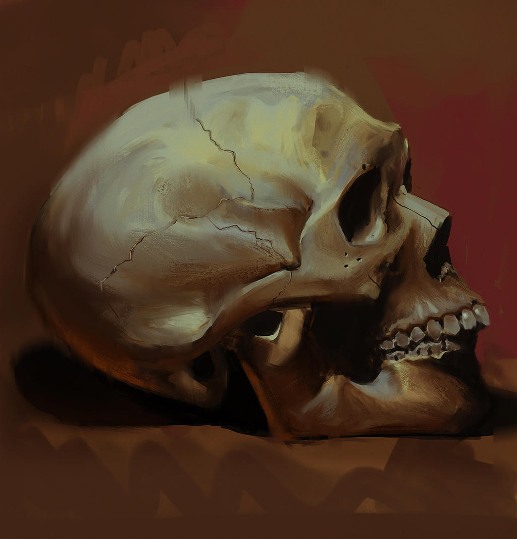 Skull Study