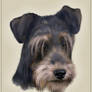 Schnauzer headshot