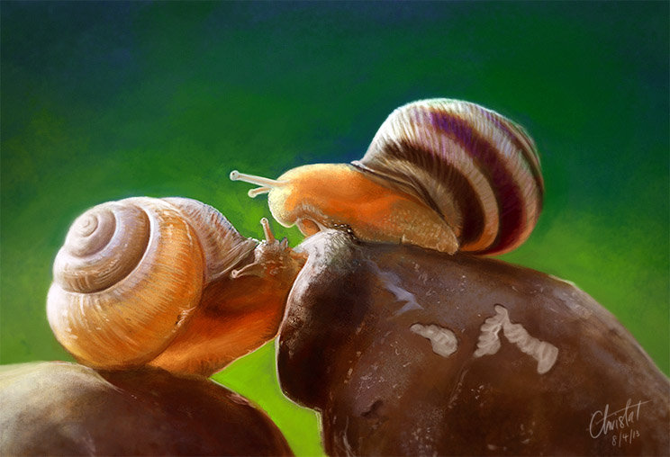 Snail study