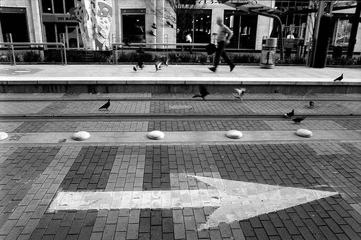 Pigeons on Main St. no. 1