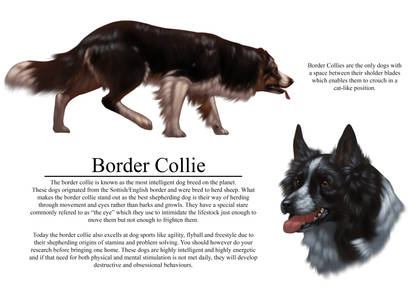 Border Collie