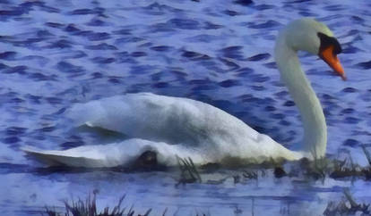 Smooth, silky Swan