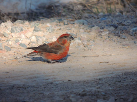 Red crossbill