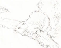 29. Red Bush Squirrel - Sketch