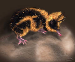 Tenrec-o-Doodle