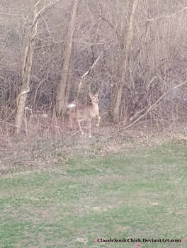 Baby Deer In My Backyard