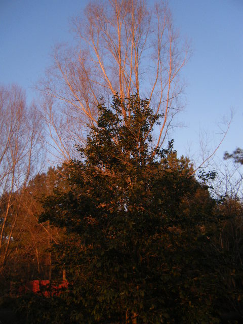 Rose Gold Trees.