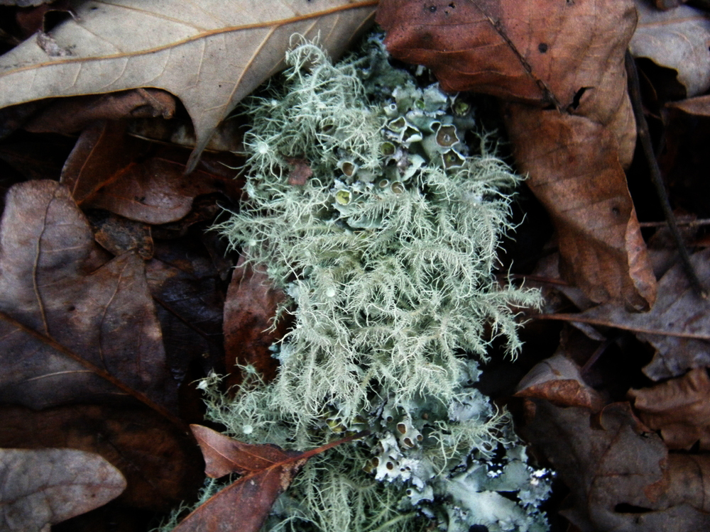 Mossy Sticks and Brown Leaves.