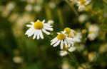 Margarite by CanonAdventures