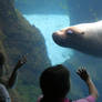 Sea Lion 1