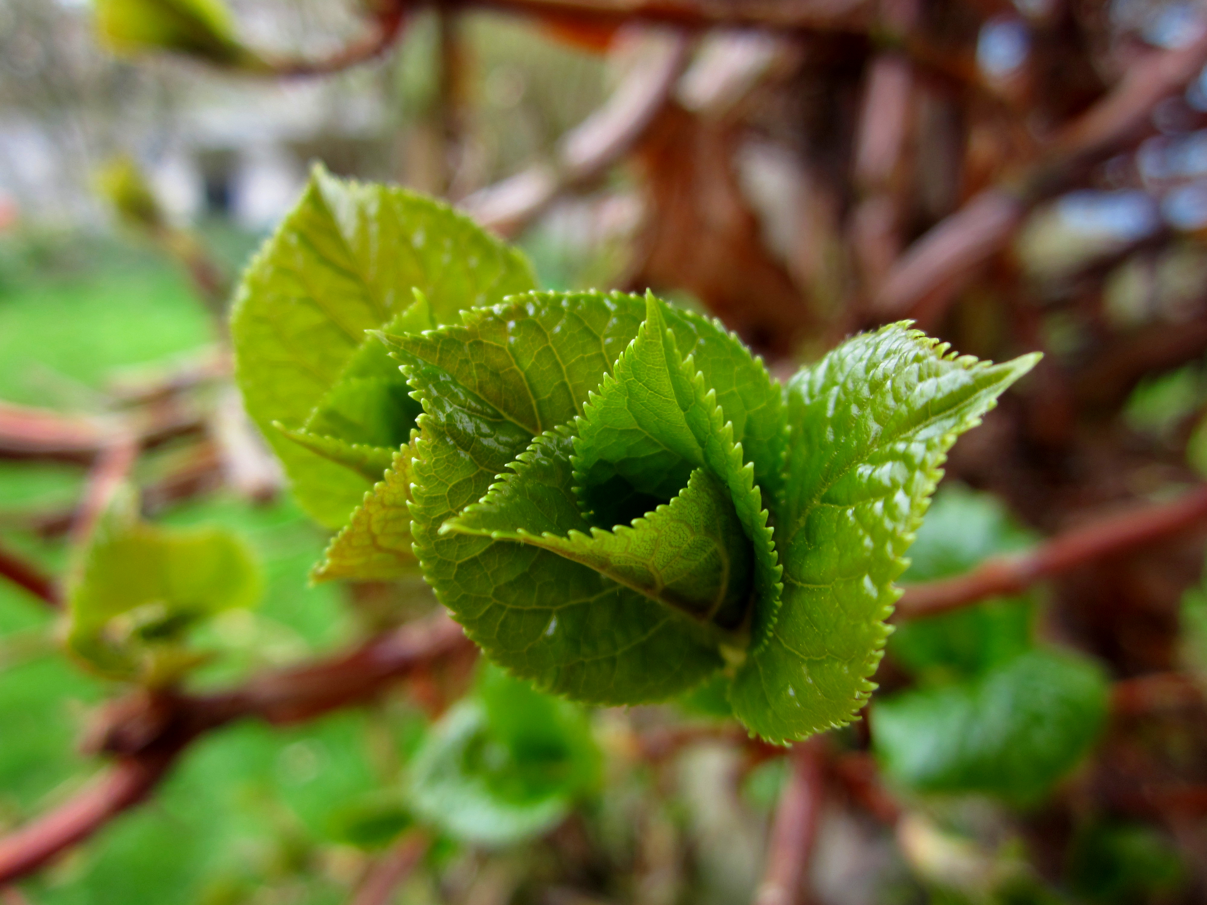 Leaves