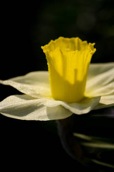 Floating goblet of nectar