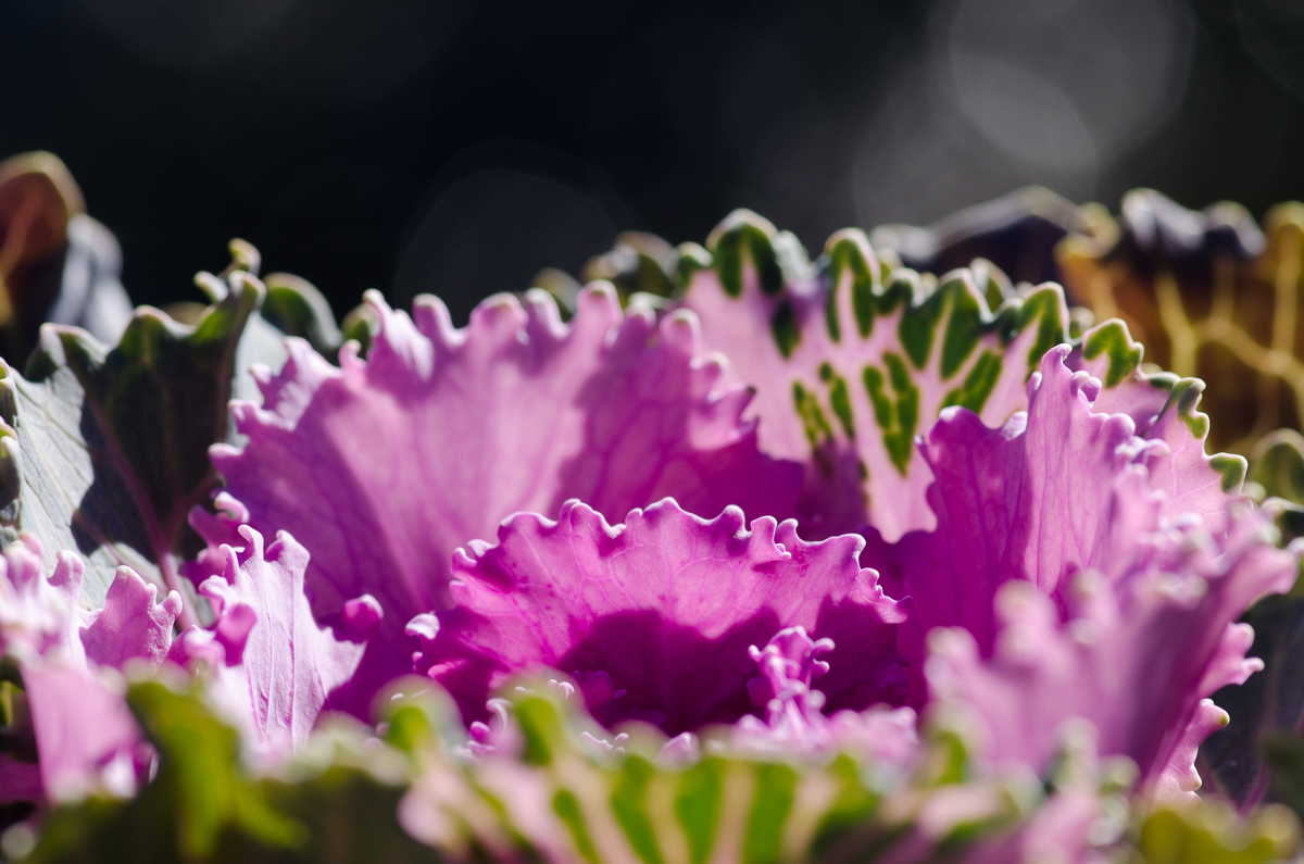 Ornamental salad